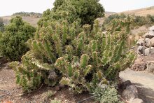 Kuhhorn-Euphorbie (Euphorbia grandicornis)
