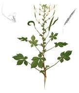 Afrikanische Spinnenblume (Cleome gynandra)