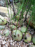 Kletterzwiebel (Bowiea volubilis)