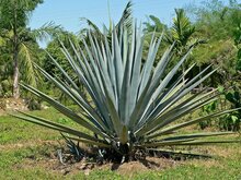 Tequila-Agave (Agave tequilana)