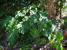 Lochpflanze (Monstera deliciosa)