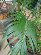 Kentia-Palme (Howea forsteriana)