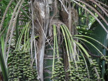 Kentia-Palme (Howea forsteriana)
