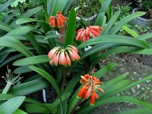Sumpfklivia (Clivia robusta)