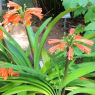Sumpfklivia (Clivia robusta)