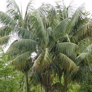 Kentia-Palme (Howea forsteriana)