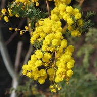 Mudgee-Akazie (Acacia spectabilis)