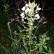 Afrikanische Spinnenblume (Cleome gynandra)