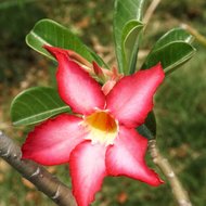 W&uuml;stenrose (Adenium obesum)