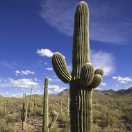 Saguaro-Kaktus (Carnegiea gigantea)