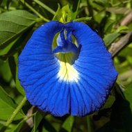 Schmetterlingswicke (Clitoria ternatea)