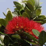 Pohutukawa (Metrosideros excelsa)
