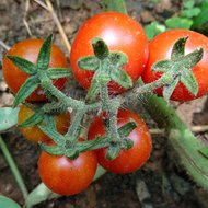Wilde Tomate (Solanum pimpinellifolium)