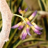 Schwarze Jadeblume (Mucuna nigricans)