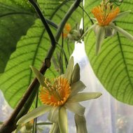 Baum-Passionsblume (Passiflora macrophylla)