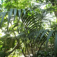 Zwergzuckerpalme (Arenga engleri)