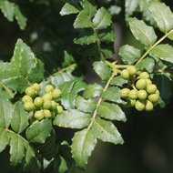 Japanischer Pfefferbaum (Zanthoxylum piperitum)