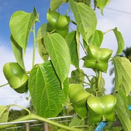 Sacha Inchi (Plukenetia volubilis)