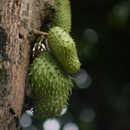 Zitronatzitrone (Annona muricata)