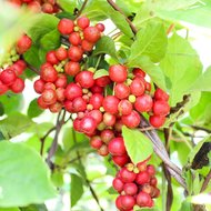 5-Geschmacks-Beere (Schisandra chinensis)