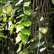 Javanische Gurke (Alsomitra macrocarpa)