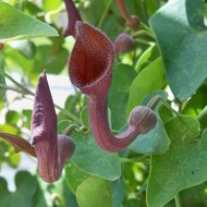 Portugiesische Pfeifenblume (Aristolochia baetica)