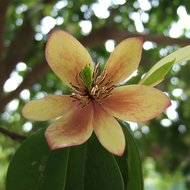 Bananenstrauch (Magnolia figo)