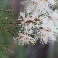 Australischer Teebaum (Melaleuca alternifolia)