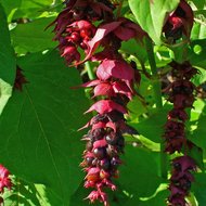 Karamellbeere (Leycesteria formosa)