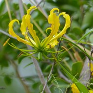 Gelbe Gloriosa (Gloriosa lutea)