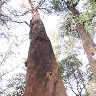 Riesen-Eukalyptus (Eucalyptus regnans)