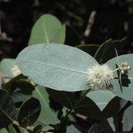 Omea eukalyptus (Eucalyptus neglecta)