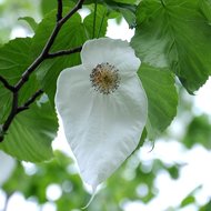 Taschentuchbaum (Davidia involucrata)