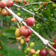 Kona-Kaffee (Coffea arabica &#039;Kona&#039;)