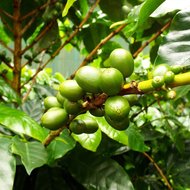 Catura-Kaffee (Coffea arabica &#039;catura&#039;)