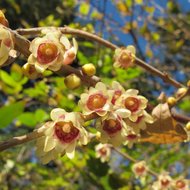Winterbl&uuml;te (Chimonanthus praecox)