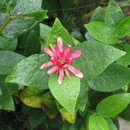 Westlicher Gew&uuml;rzstrauch (Calycanthus occidentalis)