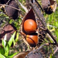 Gelbe Knicknuss (Caesalpinia ciliata)