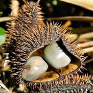 Graue Knicknuss (Caesalpinia bonduc)