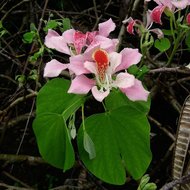 Rosa Orchideenbaum (Bauhinia monandra)