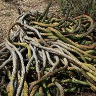 Medusenhaupt (Euphorbia caput-medusae)