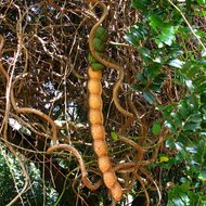 Meeresherz (Entada gigas)