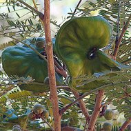 Ohrenfruchtbaum (Enterolobium cyclocarpum)