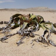 Welwitschia (Welwitschia mirabilis)