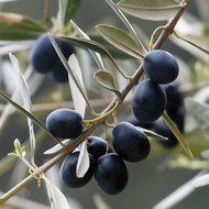Europ&auml;ische Olive (Olea europaea)