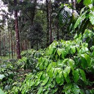 Robusta-Kaffee (Coffea canephora)