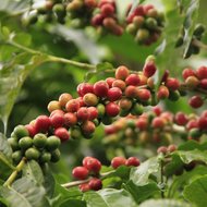 Arabica-Kaffee (Coffea arabica)
