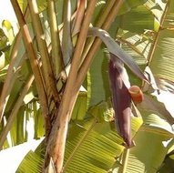 Cheesman-Banane (Musa cheesmanii)