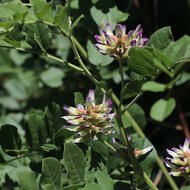 Chinesischer S&uuml;&szlig;holz (Glycyrrhiza uralensis)