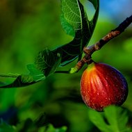 Feige (Ficus carica)